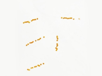 精密草莓视频APP黄污-H62銅